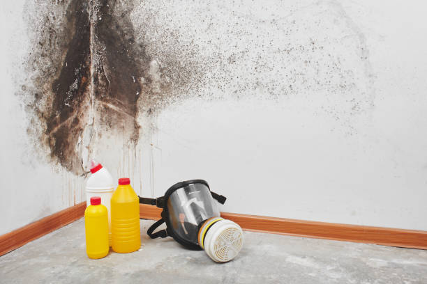 Best Same-Day Mold Removal  in Goodrich, MI
