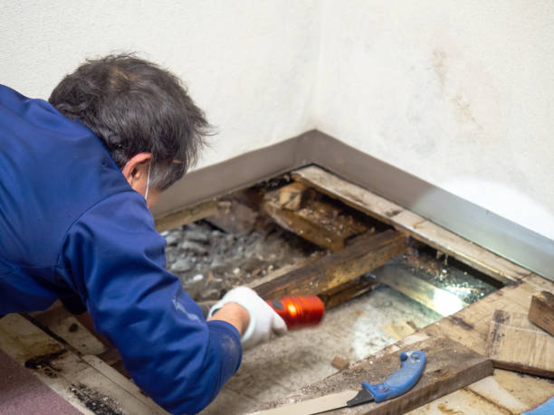 Best Home Mold Removal  in Goodrich, MI