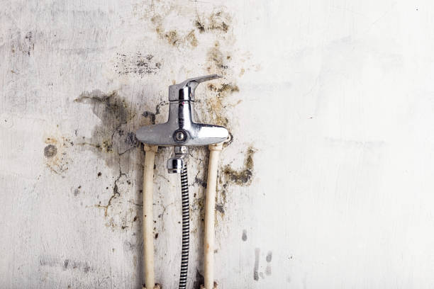 Best Mold Removal Near Me  in Goodrich, MI