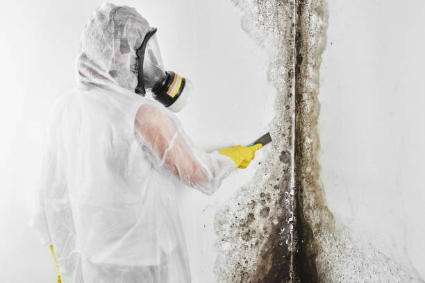 Best Mold Cleaning Services  in Goodrich, MI