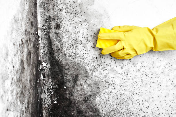 Mold Testing and Removal in Goodrich, MI