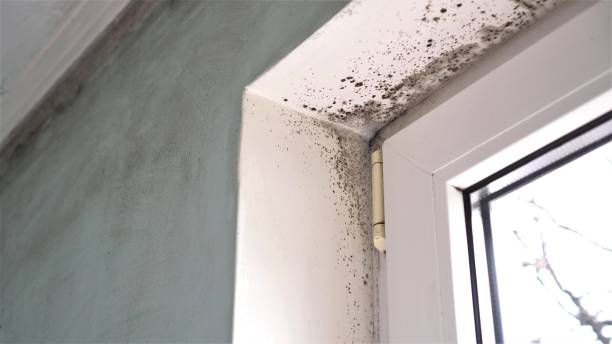 Best Toxic Mold Removal  in Goodrich, MI