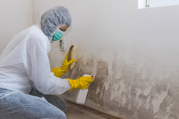 Trusted Goodrich, MI Mold Removal Experts