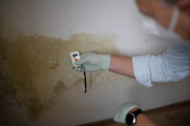 Best Mold Damage Repair  in Goodrich, MI