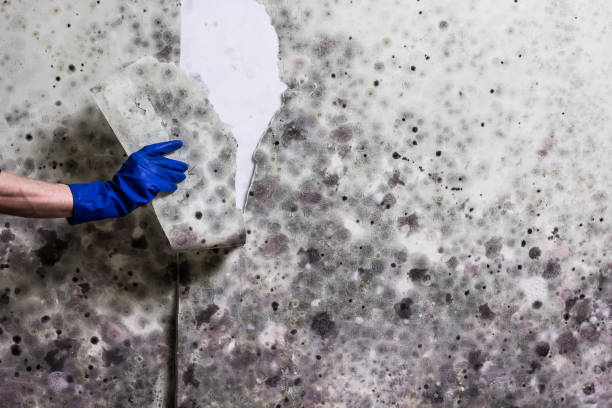Best Water Damage Restoration  in Goodrich, MI