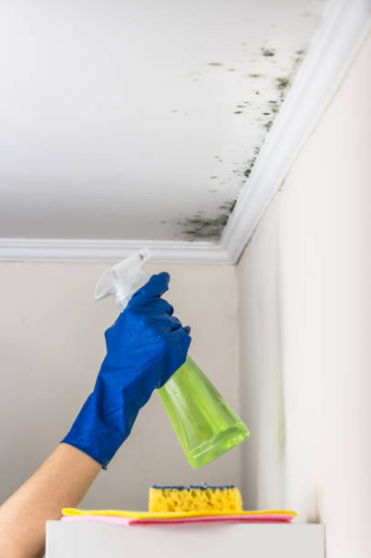 Office Mold Removal Services in Goodrich, MI