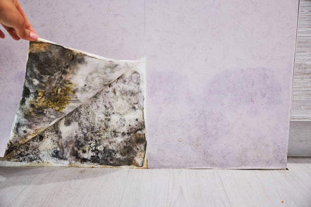 Best Black Mold Removal  in Goodrich, MI